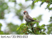 Carduelis flammea. Обыкновенная чечетка, самец птицы. Стоковое фото, фотограф Григорий Писоцкий / Фотобанк Лори