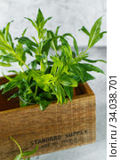 Green mint in crate on grey backfround. Fresh mint close up in wooden box. Aromatic herbs enrich the vegetarian cuisine. Стоковое фото, фотограф Nataliia Zhekova / Фотобанк Лори