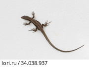 Common lizard (lat. Lacerta agilis) on a white wall. Стоковое фото, фотограф ok_fotoday / Фотобанк Лори