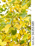 Лириодендрон тюльпанный (тюльпанное дерево) (Liriodendron tulipifera L.). Ветки с плодами. Стоковое фото, фотограф Ирина Борсученко / Фотобанк Лори