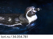 Очковый пингвин или африканский пингвин (лат. Spheniscus demersus) в воде. Стоковое фото, фотограф Татьяна Белова / Фотобанк Лори