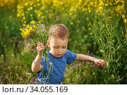 Cute little boy running with a bouquet of flowers on a yellow meadow. Стоковое фото, фотограф Nataliia Zhekova / Фотобанк Лори