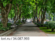 Краснодарский край, Туапсе, "платановая аллея" в центре города жарким летним днём (2020 год). Стоковое фото, фотограф glokaya_kuzdra / Фотобанк Лори