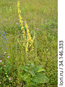 Коровяк черный (Verbascum nigrum L.), общий вид цветущего растения. Стоковое фото, фотограф Ирина Борсученко / Фотобанк Лори