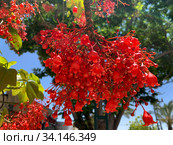 Яркие красные цветы брахихитона кленолистного (лат. Brachychiton acerifolius) Стоковое фото, фотограф Irina Opachevsky / Фотобанк Лори