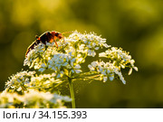 Жук Cantharinae — подсемейство жуков семейства мягкотелок сидит на цветке при закатном солнце. Стоковое фото, фотограф Игорь Низов / Фотобанк Лори