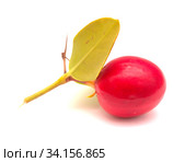 Natal plum, Carissa macrocarpa ripe red edible fruit. Стоковое фото, фотограф Tamara Kulikova / Фотобанк Лори