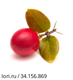 Natal plum, Carissa macrocarpa ripe red edible fruit. Стоковое фото, фотограф Tamara Kulikova / Фотобанк Лори