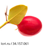 Natal plum, Carissa macrocarpa ripe red edible fruit. Стоковое фото, фотограф Tamara Kulikova / Фотобанк Лори