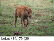 Маленький теленок зубра идет по полю летним днем. Стоковое фото, фотограф Виктор Карасев / Фотобанк Лори
