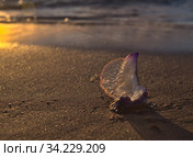 Blue bubble of flotation sail of Portuguese man of war dangerous jellyfish on Las Canteras, afternoon light. Стоковое фото, фотограф Tamara Kulikova / Фотобанк Лори