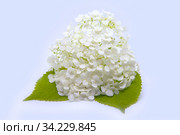 White hydrangea branch on a light blue background. Стоковое фото, фотограф Татьяна Белова / Фотобанк Лори
