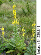 Коровяк скипетровидный (Verbascum densiflorum Bertol.), цветущие растения. Стоковое фото, фотограф Ирина Борсученко / Фотобанк Лори