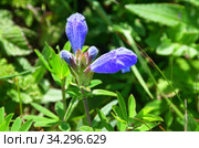 Dracocephalum charkeviczii Prob. (семейство Lamiaceae). Змееголовник Харкевича в бухте Ахлестышева на острове Русский. Россия, Владивосток (2020 год). Стоковое фото, фотограф Овчинникова Ирина / Фотобанк Лори