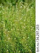 Пастушья сумка обыкновенная (Capsella  bursa-pastoris L.). Цветущие растения. Стоковое фото, фотограф Ирина Борсученко / Фотобанк Лори