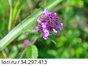 Clinopodium chinense (Benth.) Kuntze (семейство Lamiaceae)Пахучка китайская в бухте Ахлестышева на острове Русский. Россия, Владивосток (2020 год). Стоковое фото, фотограф Овчинникова Ирина / Фотобанк Лори
