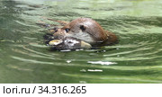 Eurasian otter (Lutra lutra) swims with soft toy in its teeth. Стоковое фото, фотограф Валерия Попова / Фотобанк Лори