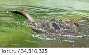 Young Eurasian otter (Lutra lutra) playing with soft toy in water. Focus on face. Стоковое фото, фотограф Валерия Попова / Фотобанк Лори