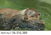 Young Eurasian otter (Lutra lutra) playing with plush toy in water. Focus on face and eyes. Стоковое фото, фотограф Валерия Попова / Фотобанк Лори