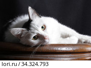 Beautiful domestic cat white with black color. Стоковое фото, фотограф Яна Королёва / Фотобанк Лори