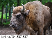 European Bison in the wood (2020 год). Редакционное фото, фотограф Знаменский Олег / Фотобанк Лори