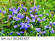 Dracocephalum charkeviczii Prob. (семейство Lamiaceae). Змееголовник Харкевича в бухте Ахлестышева на острове Русский. Россия, Владивосток (2020 год). Стоковое фото, фотограф Овчинникова Ирина / Фотобанк Лори