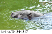 Pygmy hippopotamus (Choeropsis liberiensis) resting in water. Стоковое фото, фотограф Валерия Попова / Фотобанк Лори
