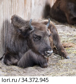 Calf of European Bison (2020 год). Редакционное фото, фотограф Знаменский Олег / Фотобанк Лори