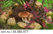 Three white mushrooms under a barberry Bush. Natural still life. Стоковое видео, видеограф Владимир Литвинов / Фотобанк Лори
