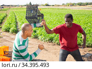 Brawl of farm workers with cold weapon on field. Стоковое фото, фотограф Яков Филимонов / Фотобанк Лори