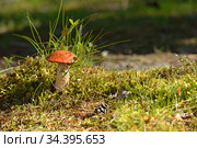 Leccinum aurantiacum mushroom in grass among moss. Стоковое фото, фотограф Валерия Попова / Фотобанк Лори
