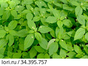 Заросли недотроги мелкоцветковой (Impatiens parviflora DC.). Фон. Стоковое фото, фотограф Ирина Борсученко / Фотобанк Лори