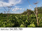 Листья и сухие цветоносы борщевика Сосновского (Heracleum sosnowskyi) на окраине заброшенной деревни (2019 год). Стоковое фото, фотограф Ольга Шуклина / Фотобанк Лори