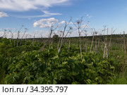 Листья и сухие цветоносы борщевика Сосновского (Heracleum sosnowskyi) на фоне голубого неба (2019 год). Стоковое фото, фотограф Ольга Шуклина / Фотобанк Лори