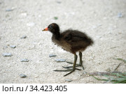 Птенец камышницы (Gallinula chloropus) Стоковое фото, фотограф Инна Грязнова / Фотобанк Лори