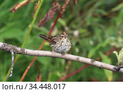 Ocyris pusillus. Овсянка-крошка летом на ветке дерева. Стоковое фото, фотограф Григорий Писоцкий / Фотобанк Лори