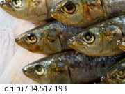 Closeup of salted sardines. Стоковое фото, фотограф Яков Филимонов / Фотобанк Лори
