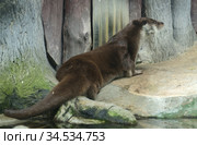 Eurasian otter (Lutra lutra) lies on shore (focus on the muzzle) Стоковое фото, фотограф Валерия Попова / Фотобанк Лори