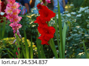 Gladiolus corrugated red. Стоковое фото, фотограф Марина Володько / Фотобанк Лори