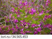 polygala myrtifolia blossom. Стоковое фото, фотограф Яков Филимонов / Фотобанк Лори