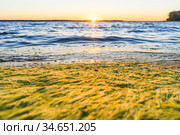 Seaweed by the sea. Стоковое фото, фотограф Дмитрий Тищенко / Фотобанк Лори
