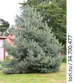 Сосна обыкновенная, сорт Ватерери (Pinus sylvestris Watereri) растет в парке. Стоковое фото, фотограф Ирина Борсученко / Фотобанк Лори