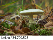 Бледная поганка (Amanita falloides) смертельною ядовитый гриб. Хвойный лес. Сентябрь. Стоковое фото, фотограф Александр Романов / Фотобанк Лори