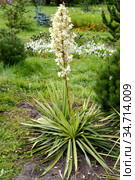 Цветущая юкка нитчатая (Yucca filamentosa L.). Ландшафтный дизайн. Стоковое фото, фотограф Ирина Борсученко / Фотобанк Лори