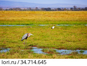 Marabou stork or Leptoptilos crumenifer in Kenya. Стоковое фото, фотограф Сергей Новиков / Фотобанк Лори