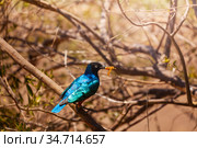 Lamprotornis superbus bird perched on branch Kenya. Стоковое фото, фотограф Сергей Новиков / Фотобанк Лори