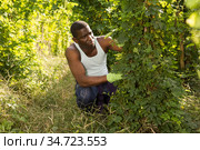 Afro farmer taking care of Momordica charantia. Стоковое фото, фотограф Яков Филимонов / Фотобанк Лори