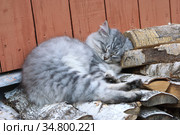 Сладкий сон. Котенок спит на поленнице дров. Стоковое фото, фотограф Зобков Юрий / Фотобанк Лори