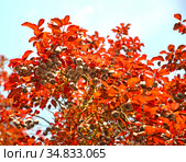 Спелые плоды сливы краснонолистной, сорт Писсарди ( Prunus cerasifera var. pissardii) Стоковое фото, фотограф Ирина Борсученко / Фотобанк Лори