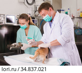Dog undergoing surgery at vets. Стоковое фото, фотограф Яков Филимонов / Фотобанк Лори
